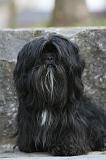 LHASSA APSO 208
